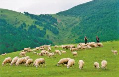 富川大力发展绿色生态畜牧业
